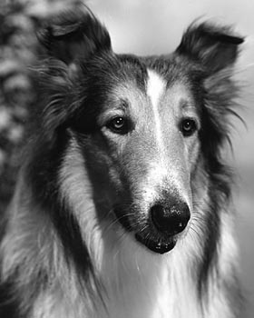 Perros famosos que nunca se han de olvidar Lassie
