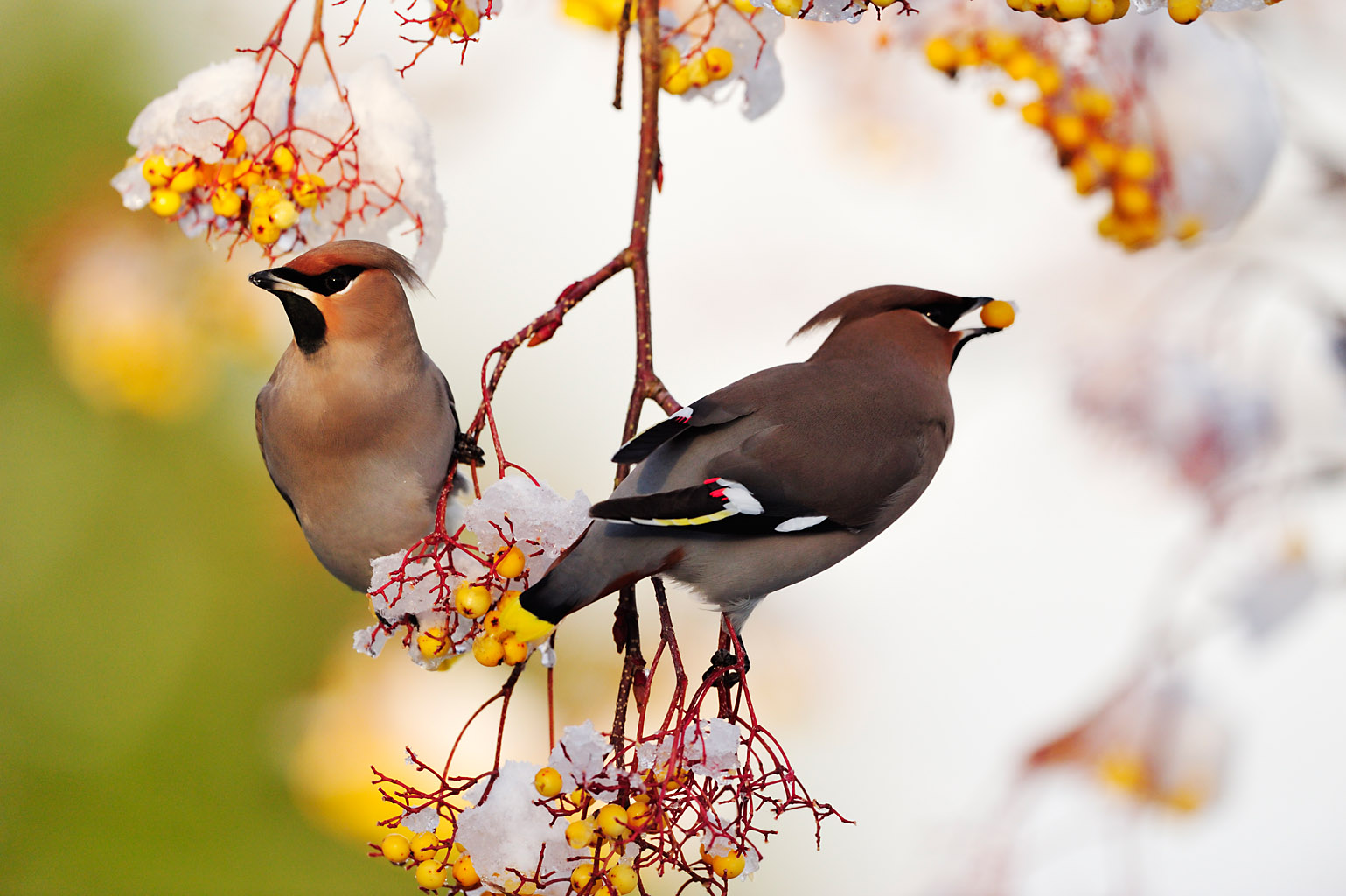  طائر الأرز Waxwing%200013