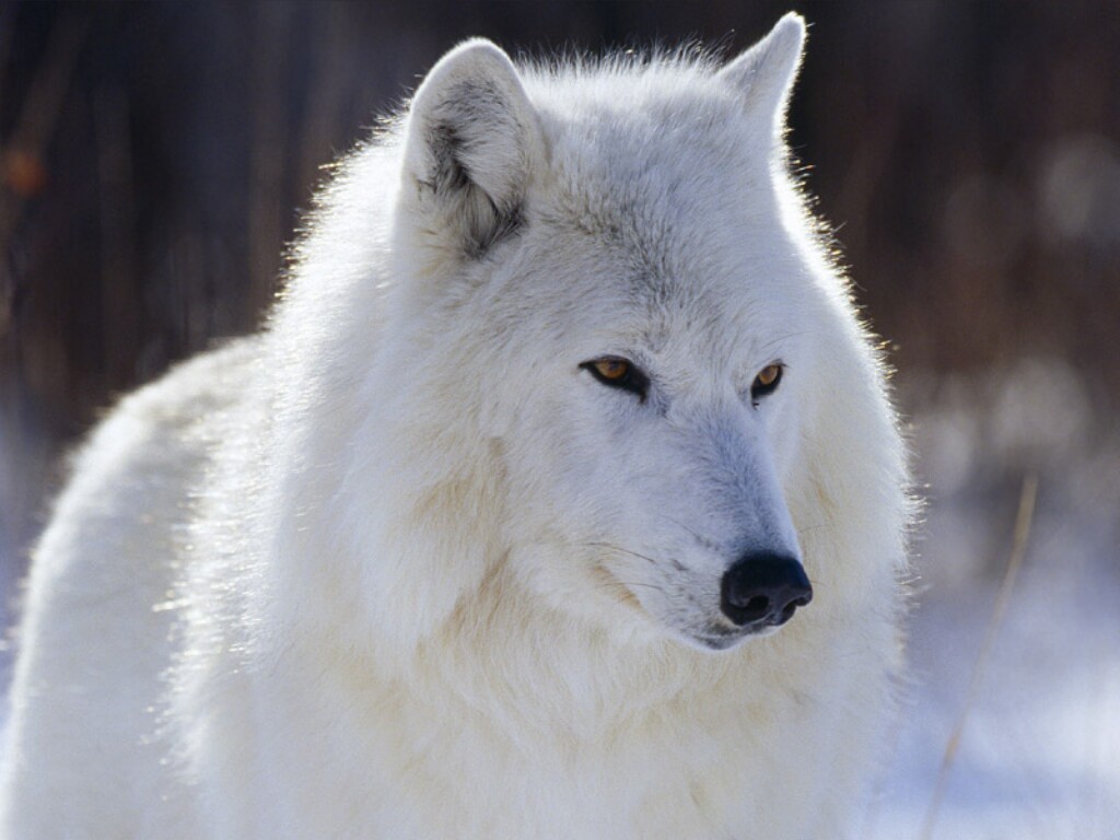 Eris the winter watcher  White-Wolf