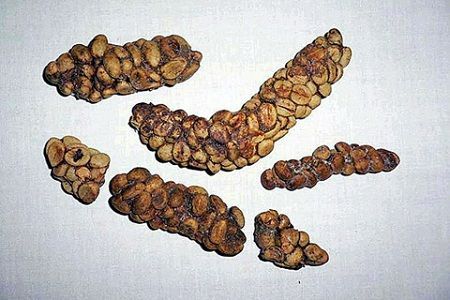  pequeñas curiosidades  - Página 14 Heces-de-kopi-luwak