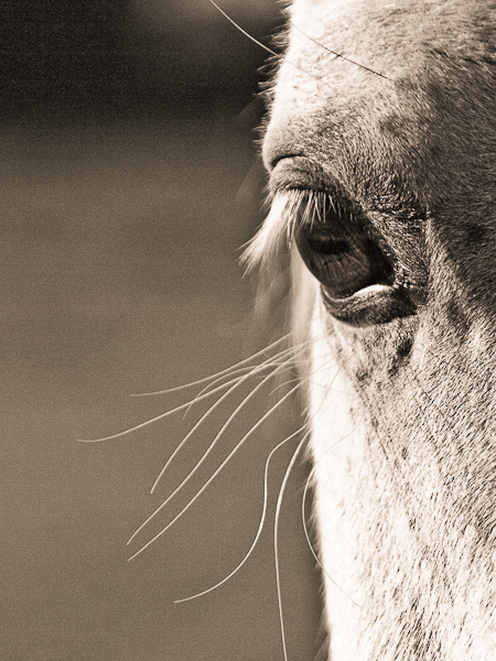 Vos plus belles photos du mois de septembre 2010 Oeil_de_cheval-1