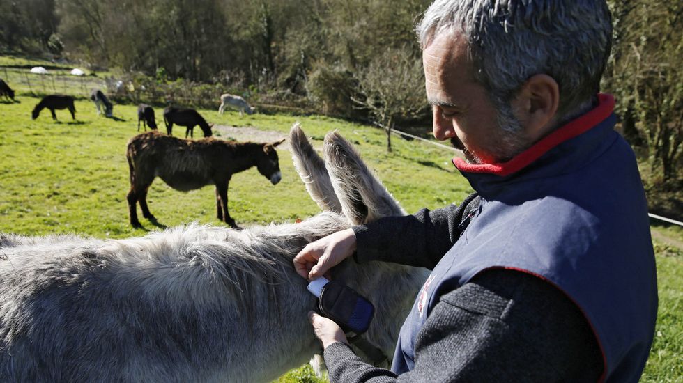 Una cuadrilla de burros «antiincendios» dotados con GPS en Allariz (Galicia) O09M7058