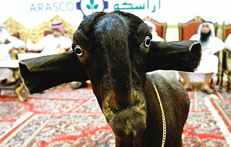 Votre Image du jour. - Page 2 Damascus-Goats-Shami-Face