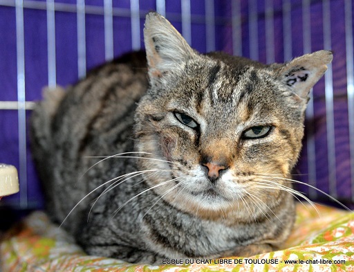 Tous les chats fiv+ de l'école du chat libre de Toulouse(31) Langlade_3