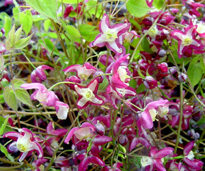 epimédium rouge et blanc Epimedium_x_rubrum-1