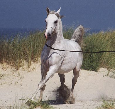 Les chevaux Vlad2