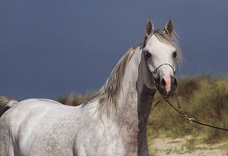 je pourais avoir une signature pour Sahara  ??? Vlad4