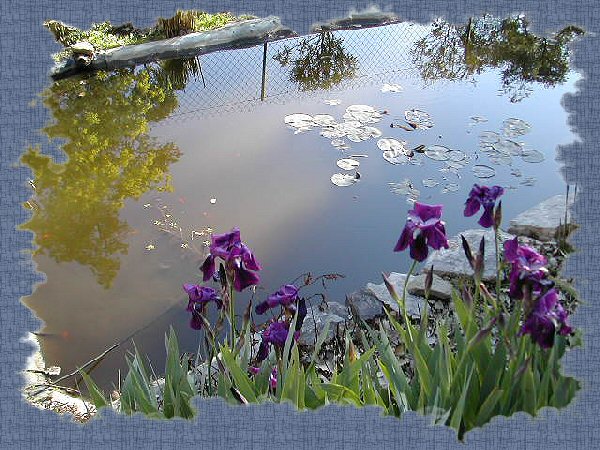 Piscine et Jardin Bassin