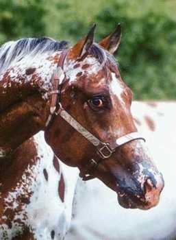  Cheval:L'APPALOOSA(historique,photos) Appaloosa3