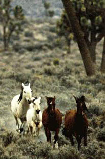 Le mustang Mustang01