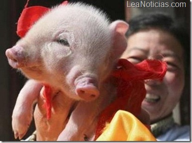 Cerdo con dos hocicos en el norte de China Im_genes_perturbadoras_de_mutaciones_gen_ticas_en_los_animales_02-copia