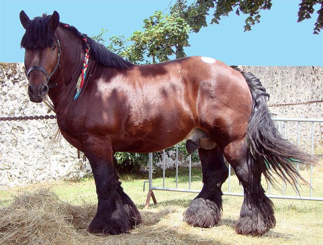 l'Ardennais, un cheval polyvalent qui gagne à être connu Ardennais-horse