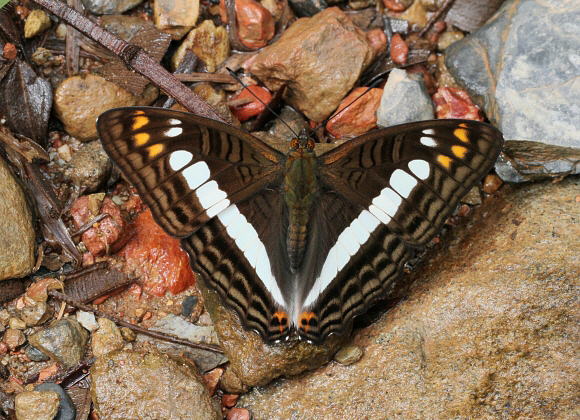 Bộ sưu tập cánh vẩy 5 - Page 16 Adelpha%20alala%20negra%202412-003c