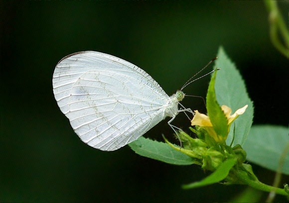 Sưu tập Bộ cánh vẩy 2 - Page 74 Leptosia%20alcesta%20PB%20116-001a