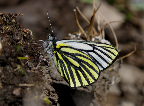 Sưu tập Bộ cánh vảy 3 - Page 3 Pieris%20bryoniae%20AN4154-001a