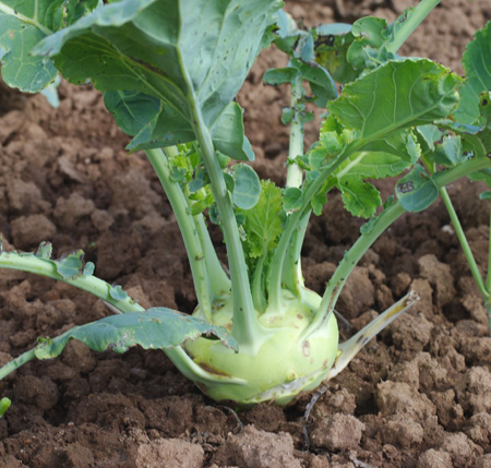 Quel est ce légume? Chourave1