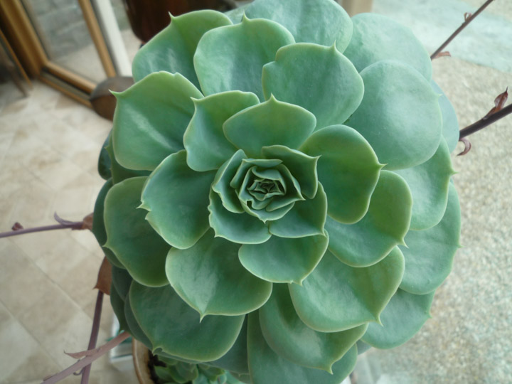 Echeveria derengergii  manque de support ALG_230129_Echeveria_1070169