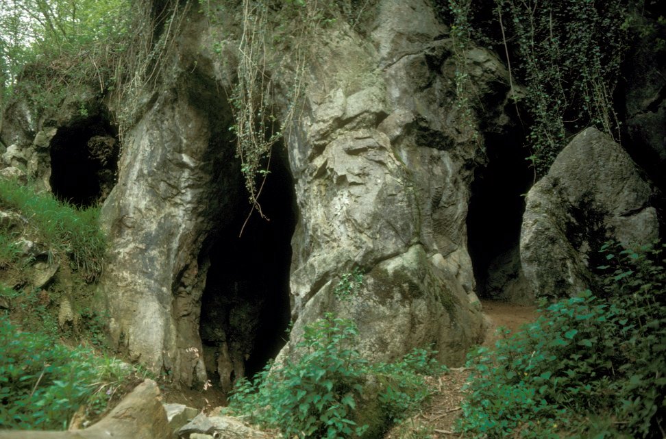 Bosque de Rinoraid Marizulo1