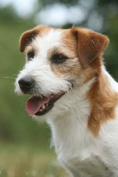 russell - Jack Russell da sogno - Pagina 2 Foxy_head_hermelineFP