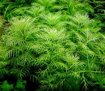 MYRIOPHYLLUM MATTOGROSSENSE Myriophyllum-mattogrossense_1