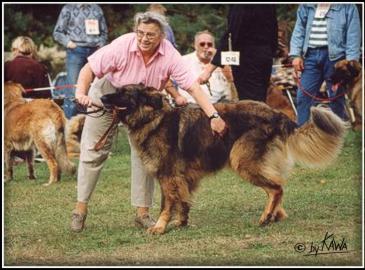 L'utilité d'un chien dans le cadre de la survie Muetti-leonberg