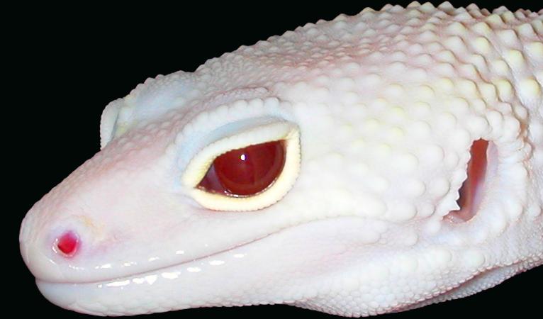 les phases chez le gecko lopard Diabloblanco01acu