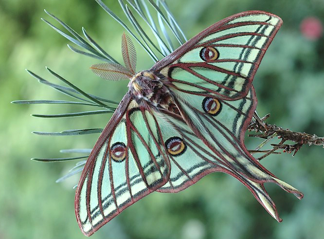 Les PAPILLONS ISABELLAE_A_M_20020513-1