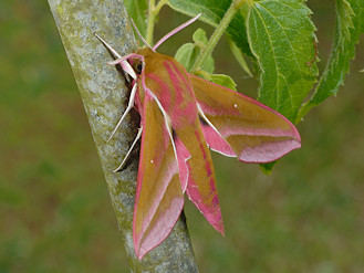 cocon trouvé dans la terre [Deilephila elpenor] DeElA001