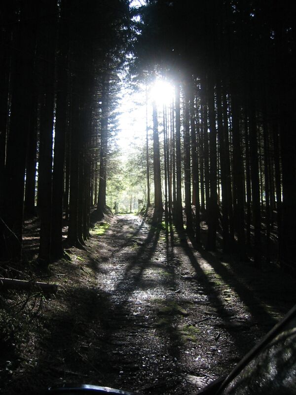 Svi putevi negde vode.... Waldweg