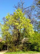 L'Astrologie Celte et ses 21 arbres.  Orme-s2