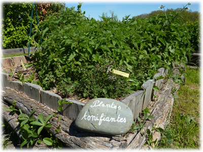 Atelier Découverte des Plantes Médicinales et Comestibles à Lavalette [14/05] Plantes-tonifiantes-jardin-simples-les-ateliers-en-herbe-400x300