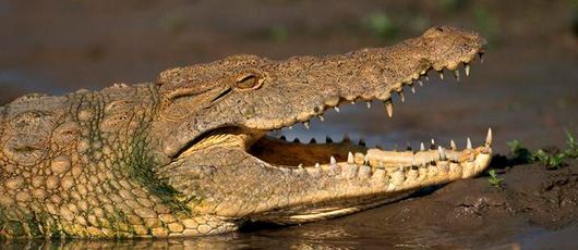 Le saviez-vous ? Le crocodile a la morsure la plus puissante de la planète Crocodile-morsure