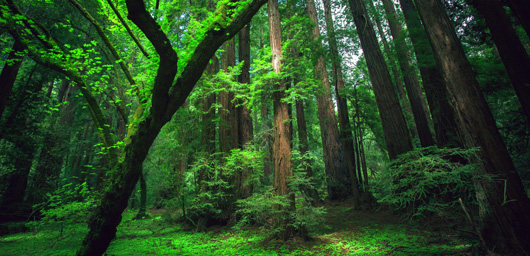 Le saviez-vous ? La forêt amazonienne dépend du Sahara ! Amazon-sahara