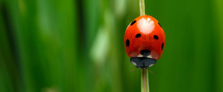 Le saviez-vous?Les coccinelles sont carnivores  Coccinelle