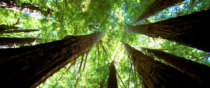 Le saviez-vous?L’arbre le plus haut du monde mesure 115,55 mètres ! Arbre-record