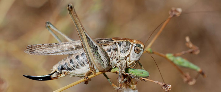 Le saviez-vous?L’animal aux plus gros testicules est un insecte ! Platycleis-affinis-testicules