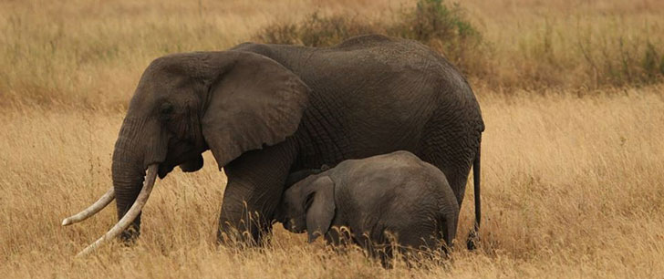 Le saviez-vous?La durée de gestation d’un éléphant est de 22 mois