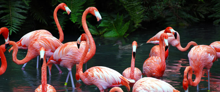 Le saviez-vous?Les flamants sont roses parce qu’ils mangent des crevettes ! Flamant-rose