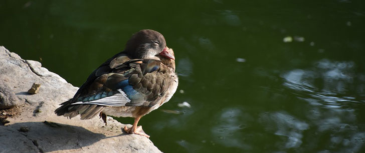 Le saviez-vous ? Les oiseaux chantent dans leur sommeil ! Oiseau