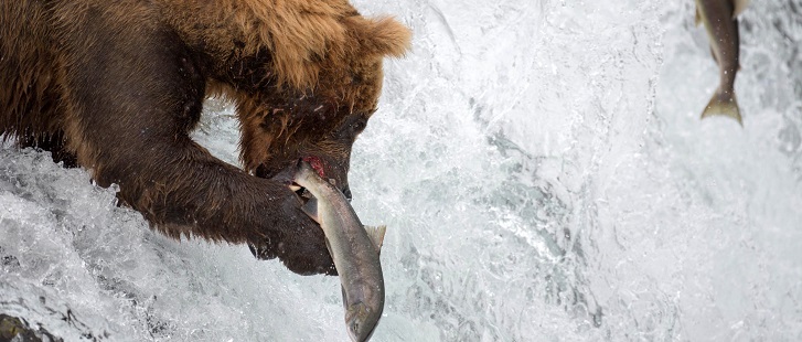 Le saviez-vous?Un grizzli mange environ 20 000 calories par jour ! Grizzli