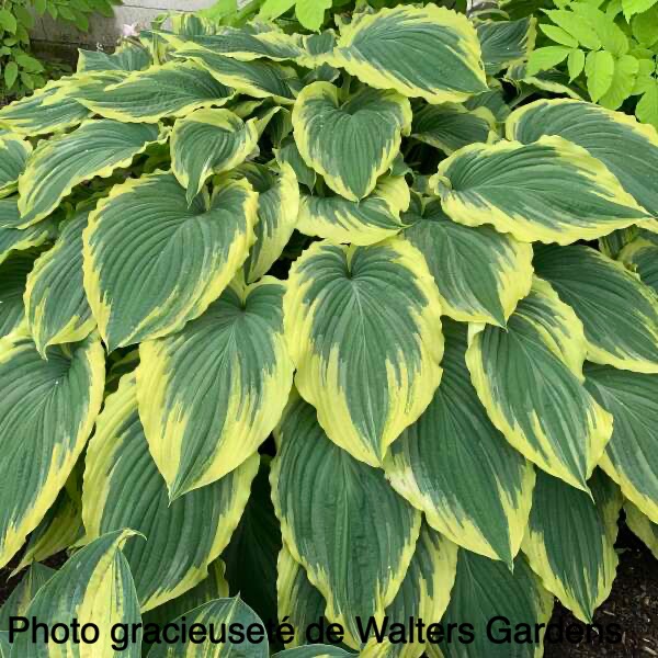 Hosta Drop-Dead Gorgeous DropDeadGorgeous600