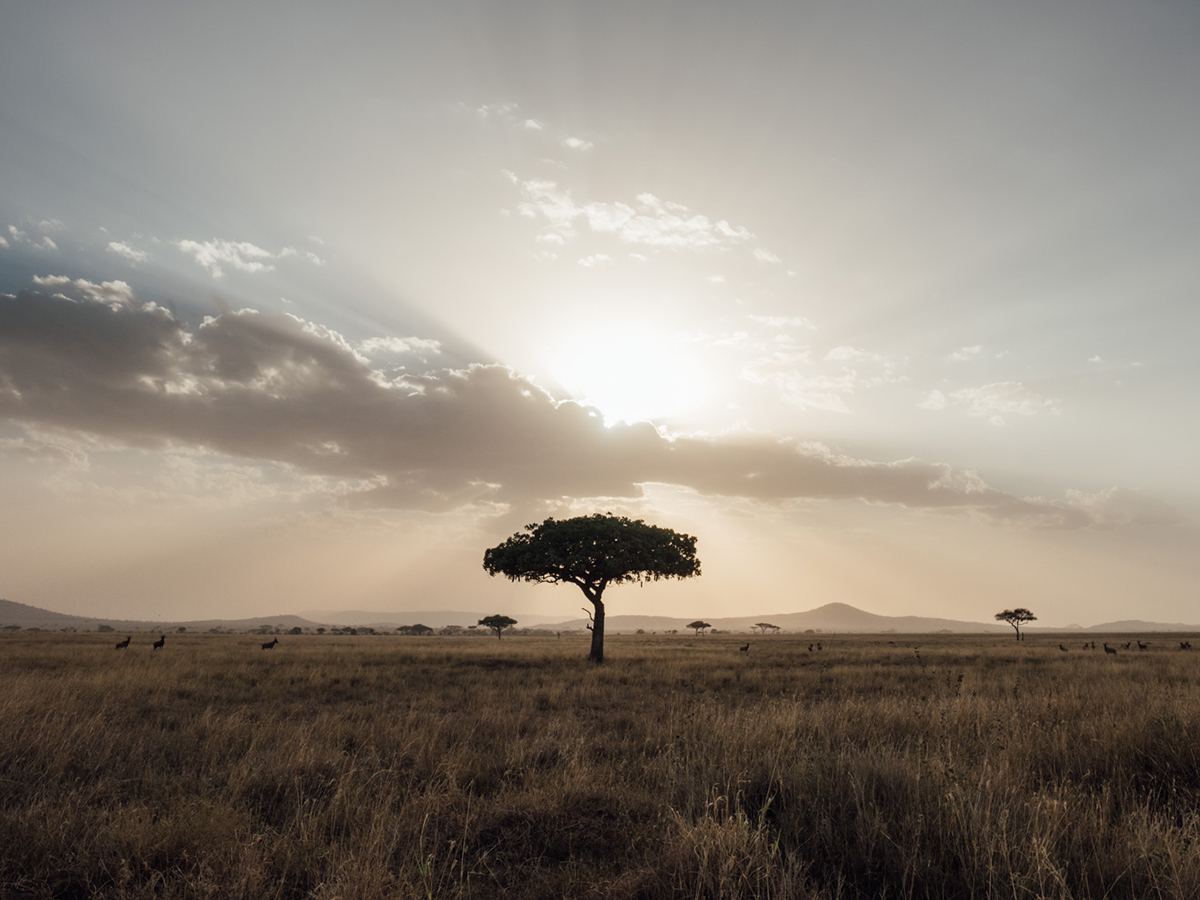 Un safari photo sur les plaines infinies de Tanzanie ! Par Charly Derouet Charly-derouet-lesothers-safari-4