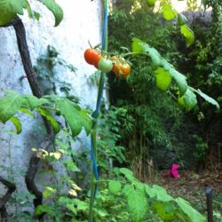 Remue méninges du PG. Entre grains de sable et tomates cerises, petit mémo écolo totalement subjectif de rentrée (Corinne Morel Darleux) .cocotte_s