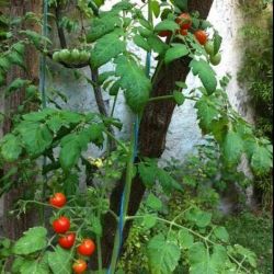 Remue méninges du PG. Entre grains de sable et tomates cerises, petit mémo écolo totalement subjectif de rentrée (Corinne Morel Darleux) .tomatescerise_s