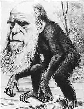 éphémérides du 24 novembre  Darwin_ape-gr1216