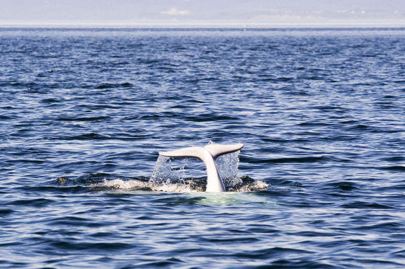 éphémérides  3 septembre Beluga_whale_tadoussac22