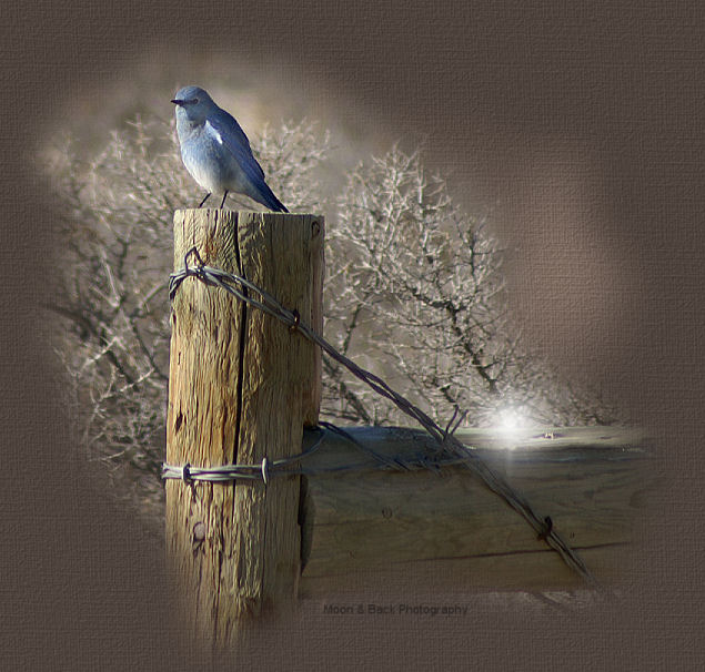 Diversas Mensagens - Página 3 Bluebirdtop