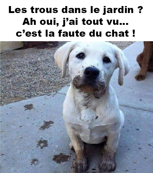 images humour  - Page 12 Chien-chat-trou-humour-drole