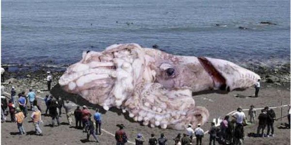 Flood - Page 9 Giant-squid-hoax_75355_990x742_1-600x300