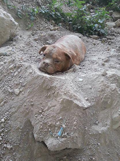 Alors qu’il se promenait avec son chien, un homme a fait la terrible découverte d’un chienne enterrée vivante par son maître ! La cruauté à l’état pur… 11828584_996968317001636_9069878258869193481_n